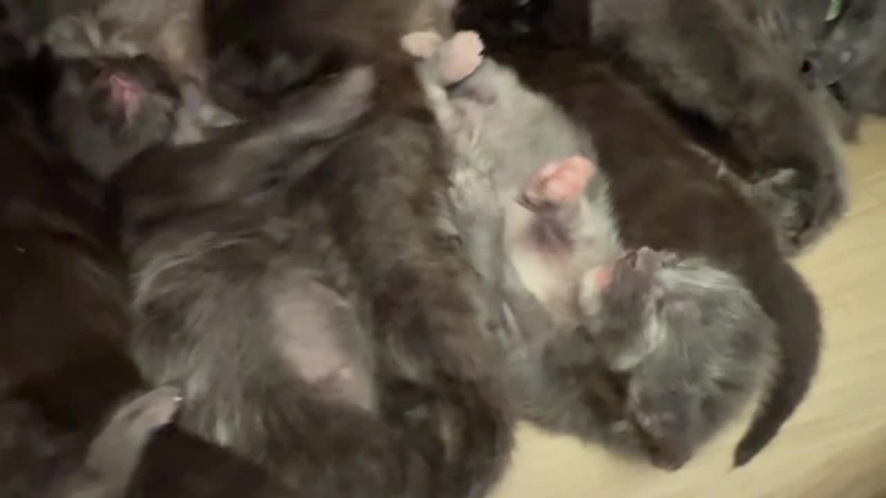 Maine Coon gatti in vendita: Cuccioli di maine coon  - Video 1