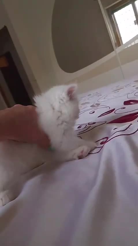 Persiano gatti in vendita: Gattino persiano  - Video 1
