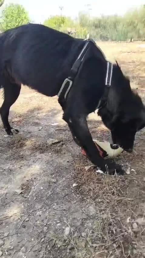 Meticcio cani in regalo: Buio, un cucciolo in cerca di aiuto  - Video 2
