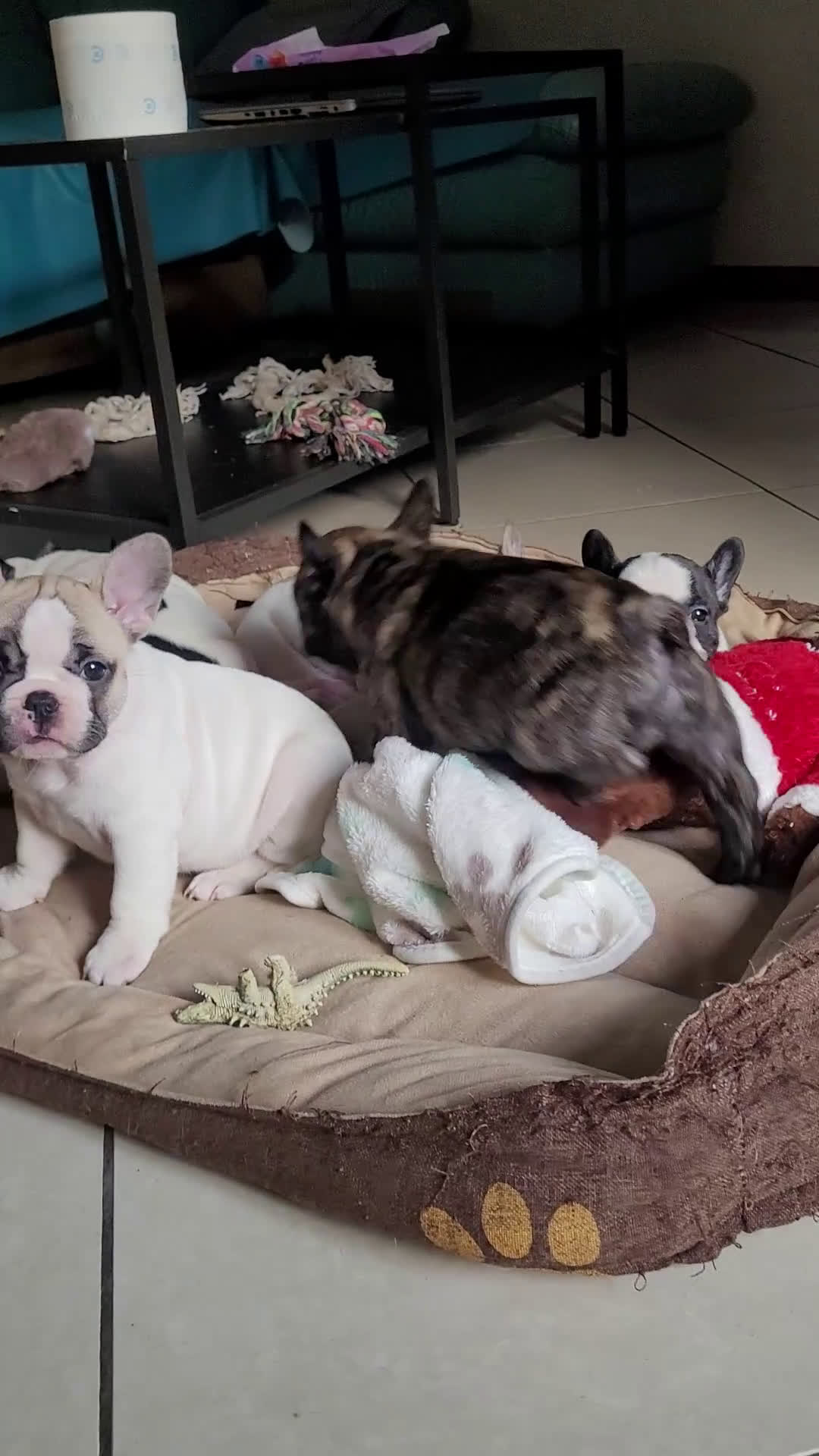 Bulldog Francese cani in vendita: cucciolo bulldog francese - Video 1
