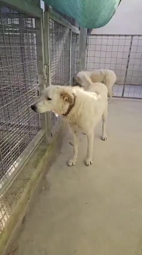Meticcio cani in regalo: Chiara: giovane, socievole ed equilibrata - Video 1