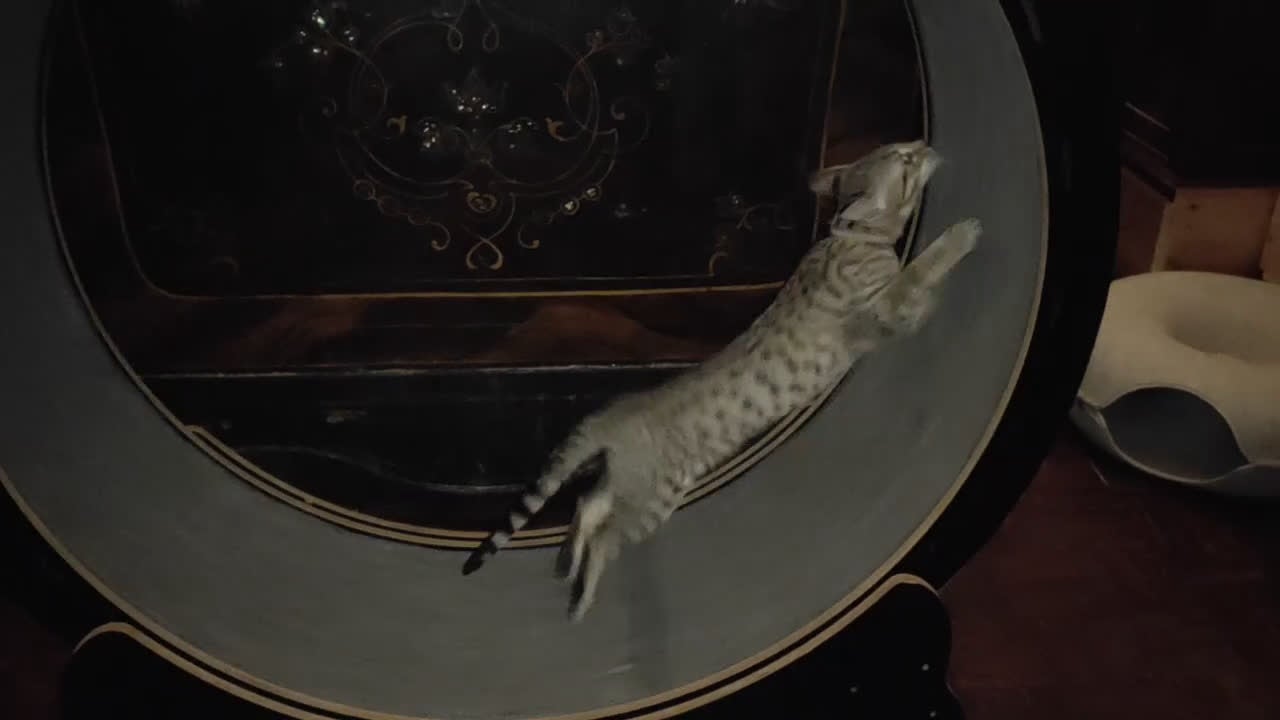 Savannah gatti in vendita: Gatto di razza Savannah  - Video 1