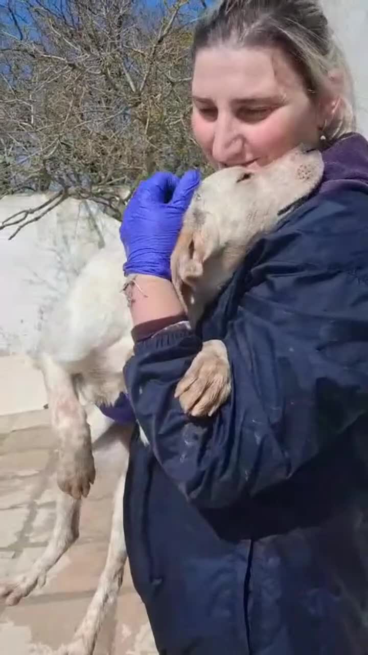 Meticcio cani in regalo: Elettra - Video 1