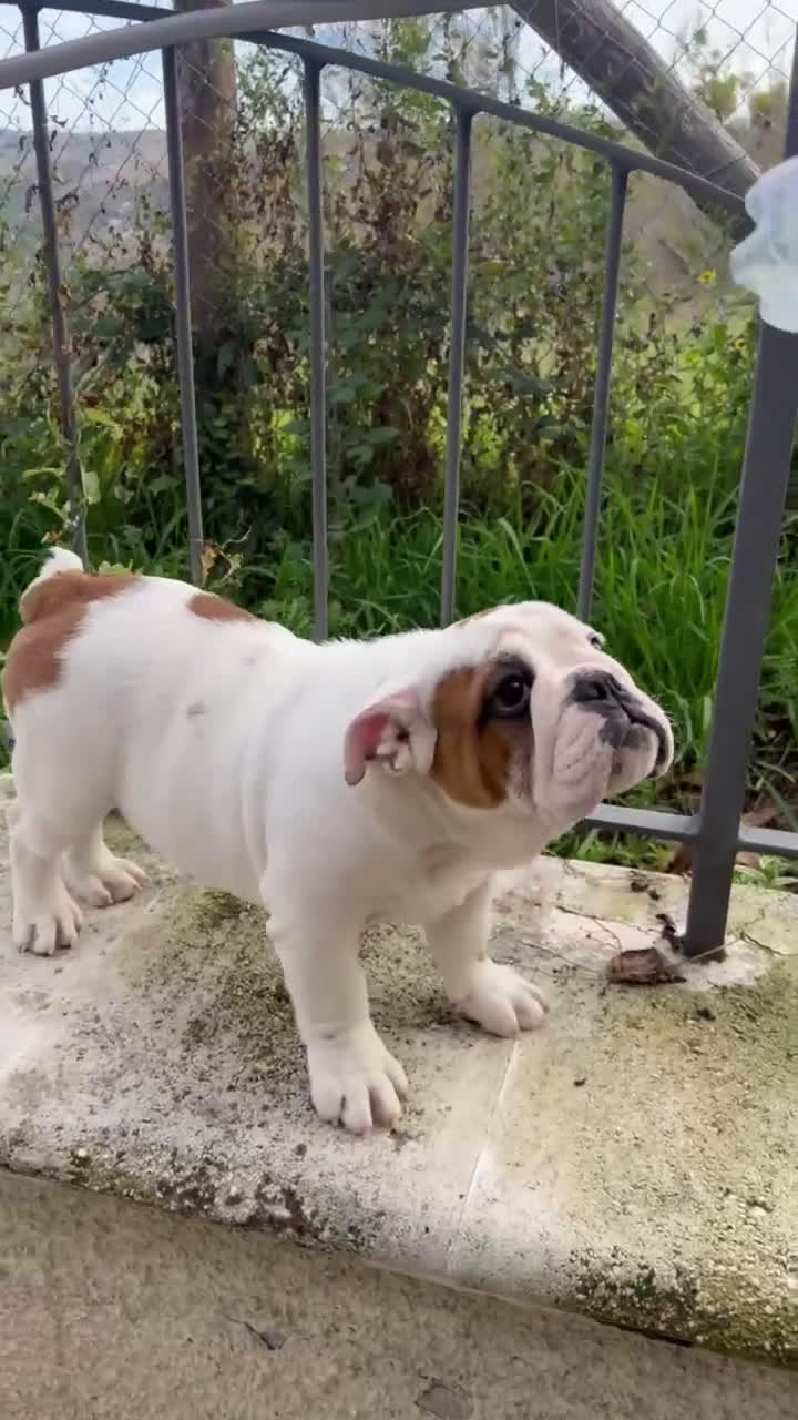 Bulldog cani in vendita: Bulldog femmina  - Video 1