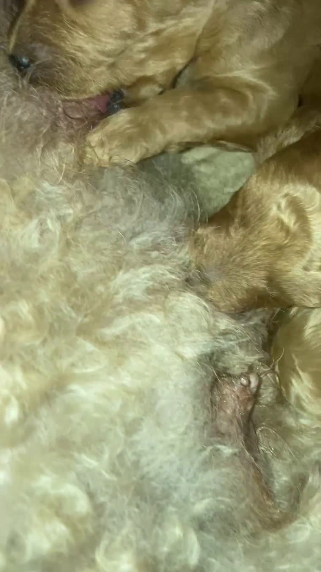 Barboncino cani in vendita: Meravigliose barboncine toy red - Video 2