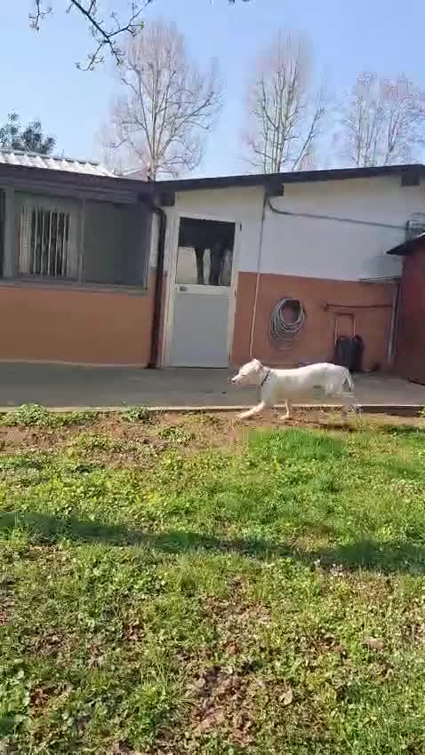Dogo Argentino cani in regalo: ALBINO DOGO ARGENTINO - Video 1