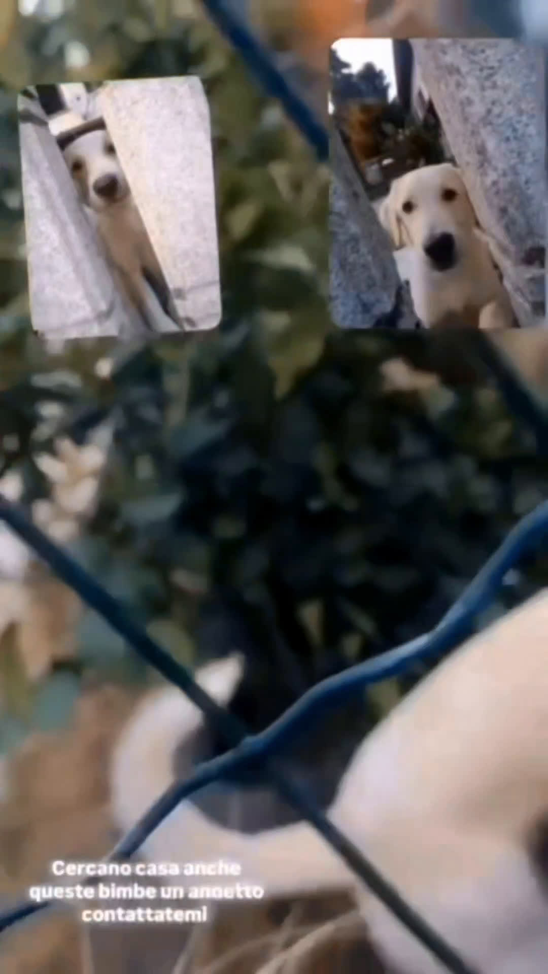 Meticcio cani in regalo: 🐶Due stupende meticcie in regalo🐶 - Video 1