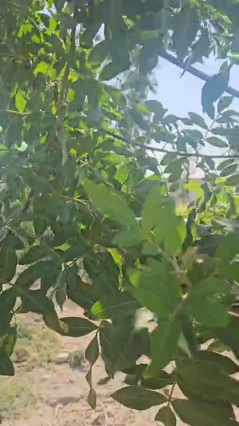 Meticcio cani in regalo: Beatrice: cucciolotta taglia contenuta socievole  a Città Metropolitana di Genova - Video 2