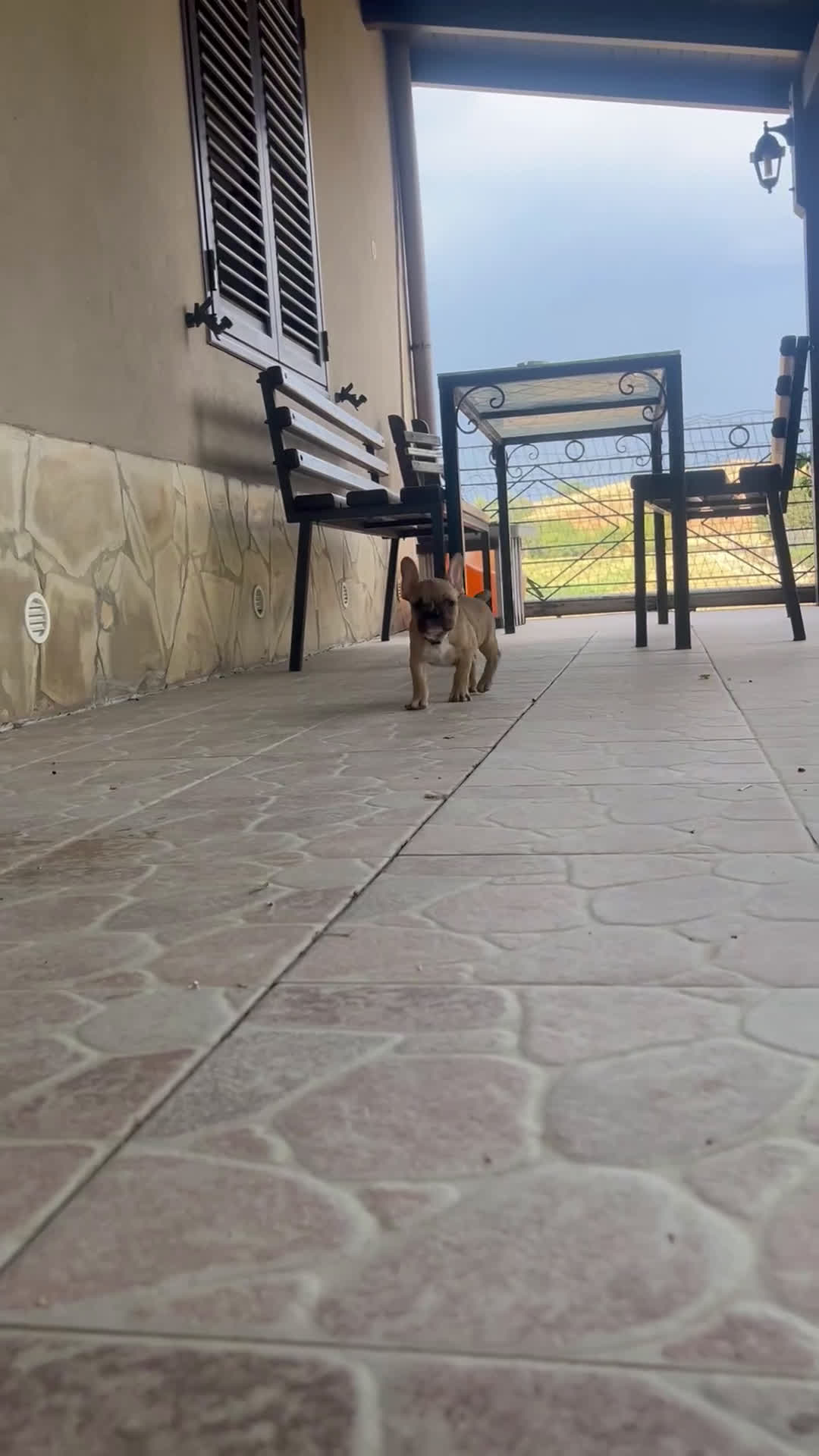 Bulldog Francese cani in vendita: Cuccioli di bulldog francese  - Video 2