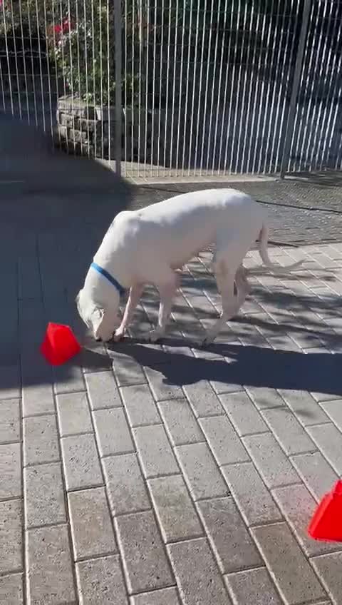 Dogo Argentino cani in regalo: LOLA DOGO ARGENTINO - Video 2