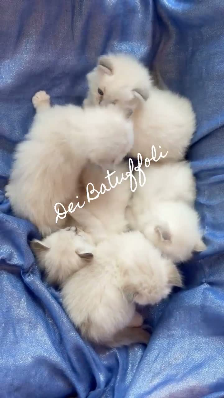Siberiano gatti in vendita: Cuccioli Gatto Siberiano AFSI WCF, Alta genealogia - Video 1