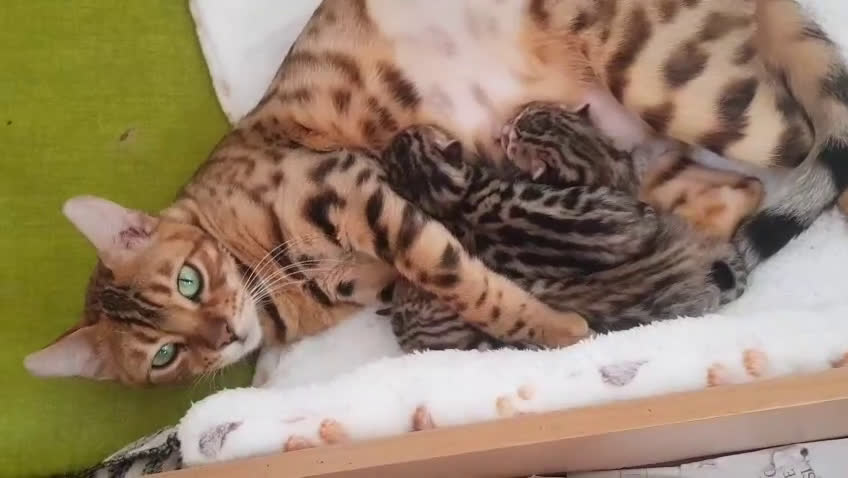 Bengala gatti in vendita: Pedigree Afsi - Video 1