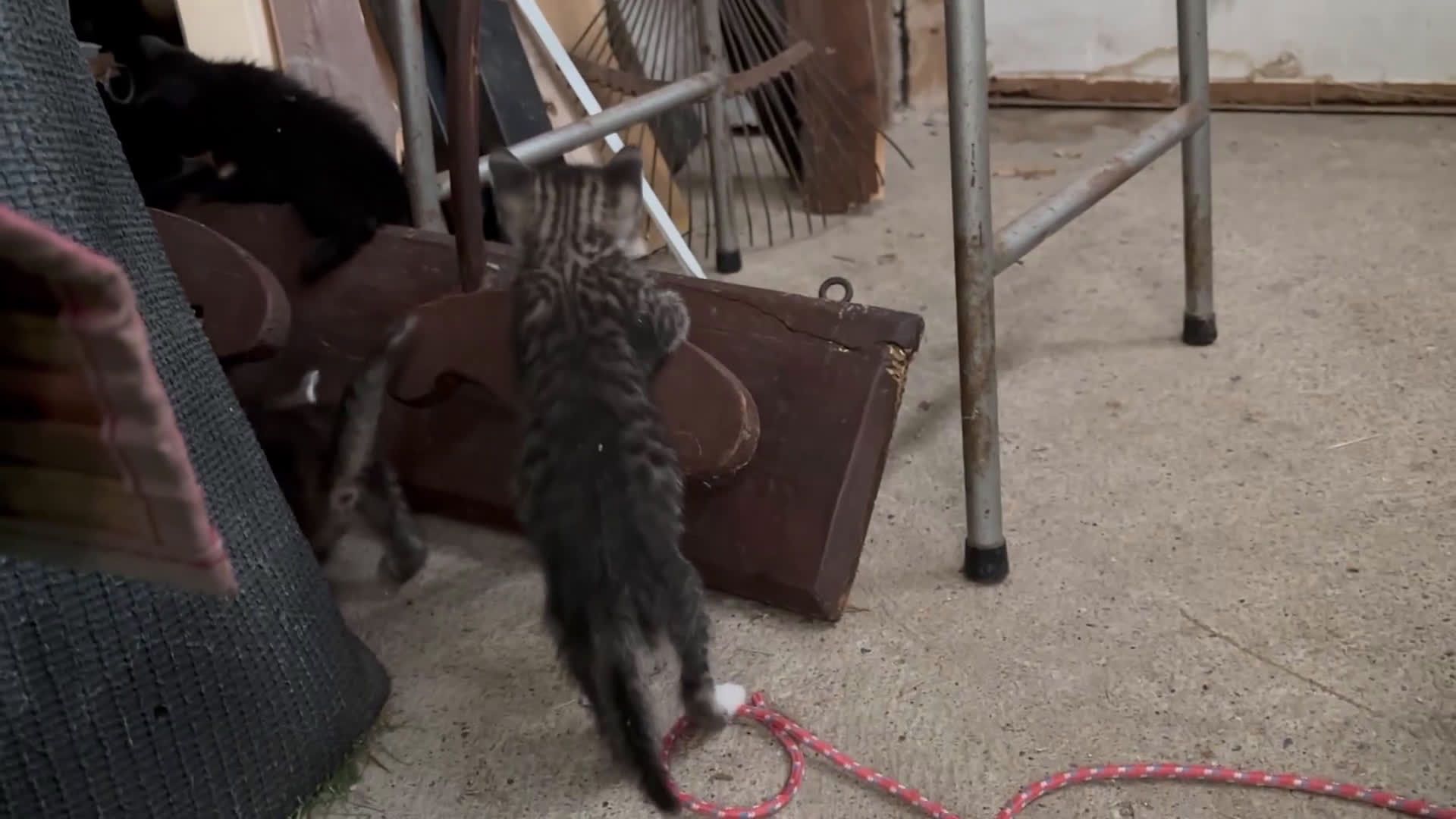 Altre razze gatti in vendita: 7 allegri batuffoli in cerca di casa a Province of Brescia - Video 1