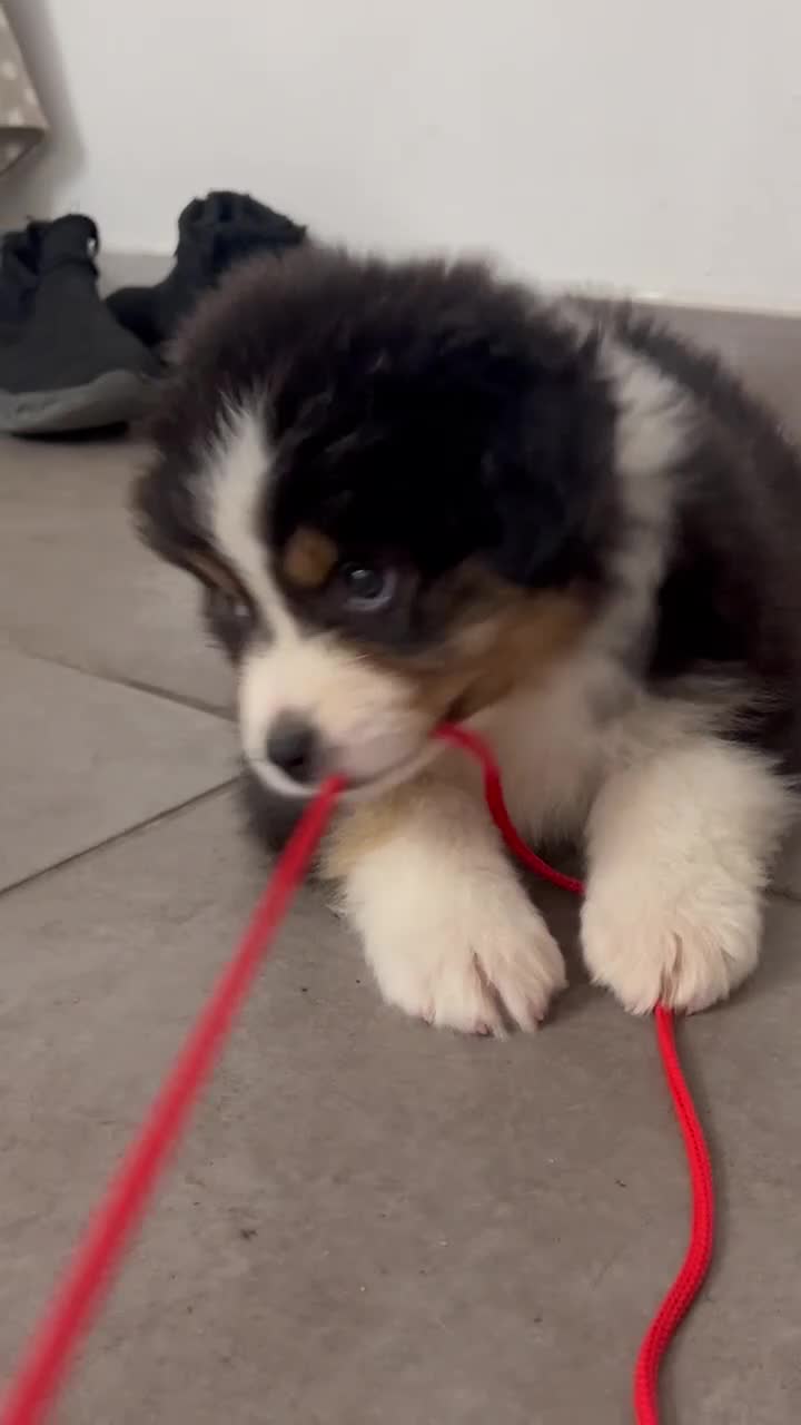 Australian Shepherd cani in vendita: Cucciolo black Tricolor di Australian Sheppard a Provincia di Rimini - Video 1