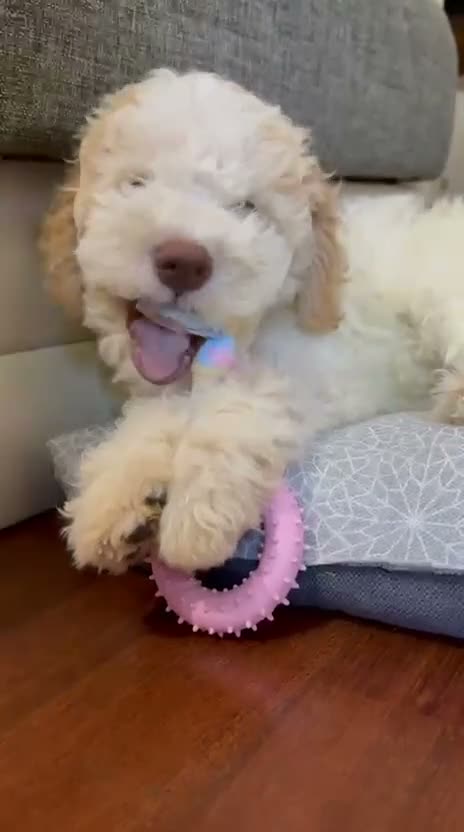 Lagotto cani in vendita: Lagotto Romagnolo Vendo  - Video 2