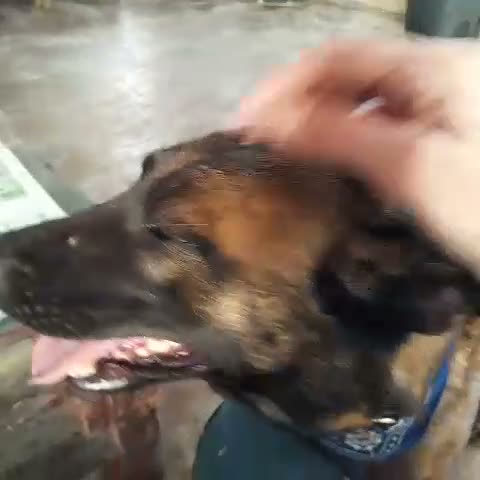 Pastore Belga cani in regalo: Akila, splendida Pastore Belga Malinois - Video 1