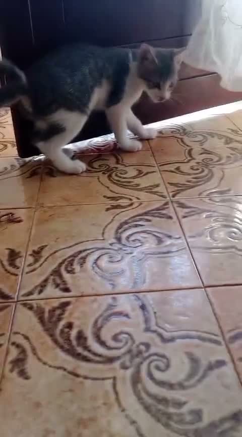 Altre razze gatti in regalo: GATTINA GIOCHERELLONA  - Video 1