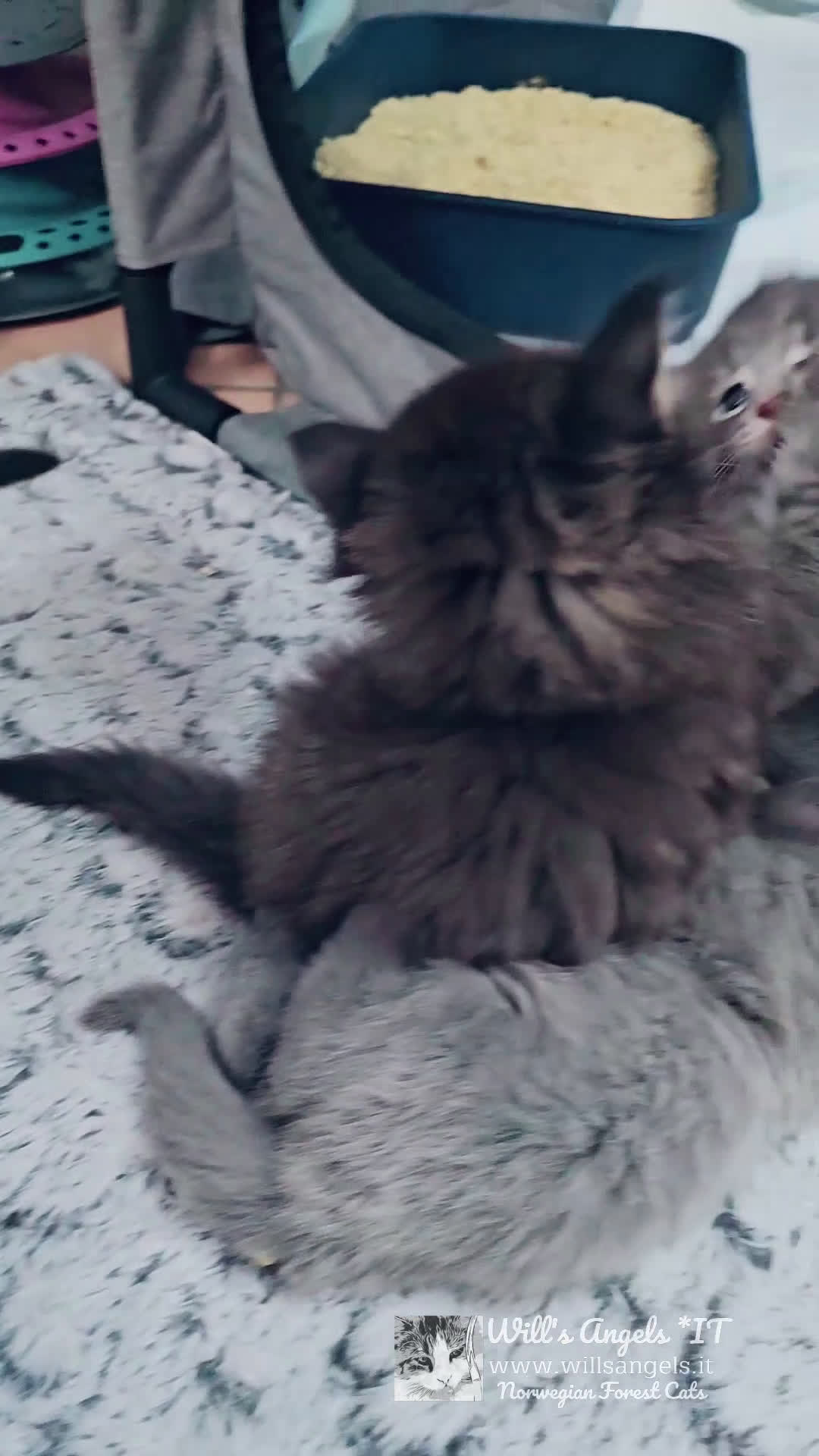 Norvegese gatti in vendita: Cuccioli di Norvegese delle Foreste - Video 1