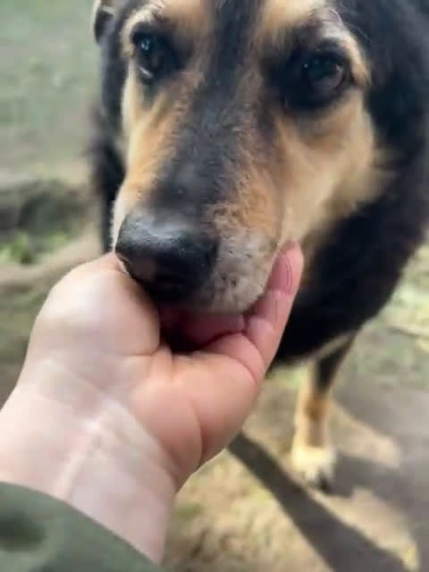 Meticcio cani in regalo: ADOZ D'AMORE X PONCHO 8 ANNI E MEZZO DA SEMPRE IN  a Roma - Video 1