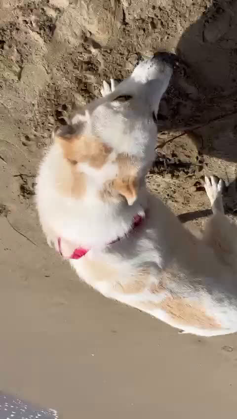 Meticcio cani in regalo: Nuage: cucciolona taglia media socievole  a Città Metropolitana di Genova - Video 3