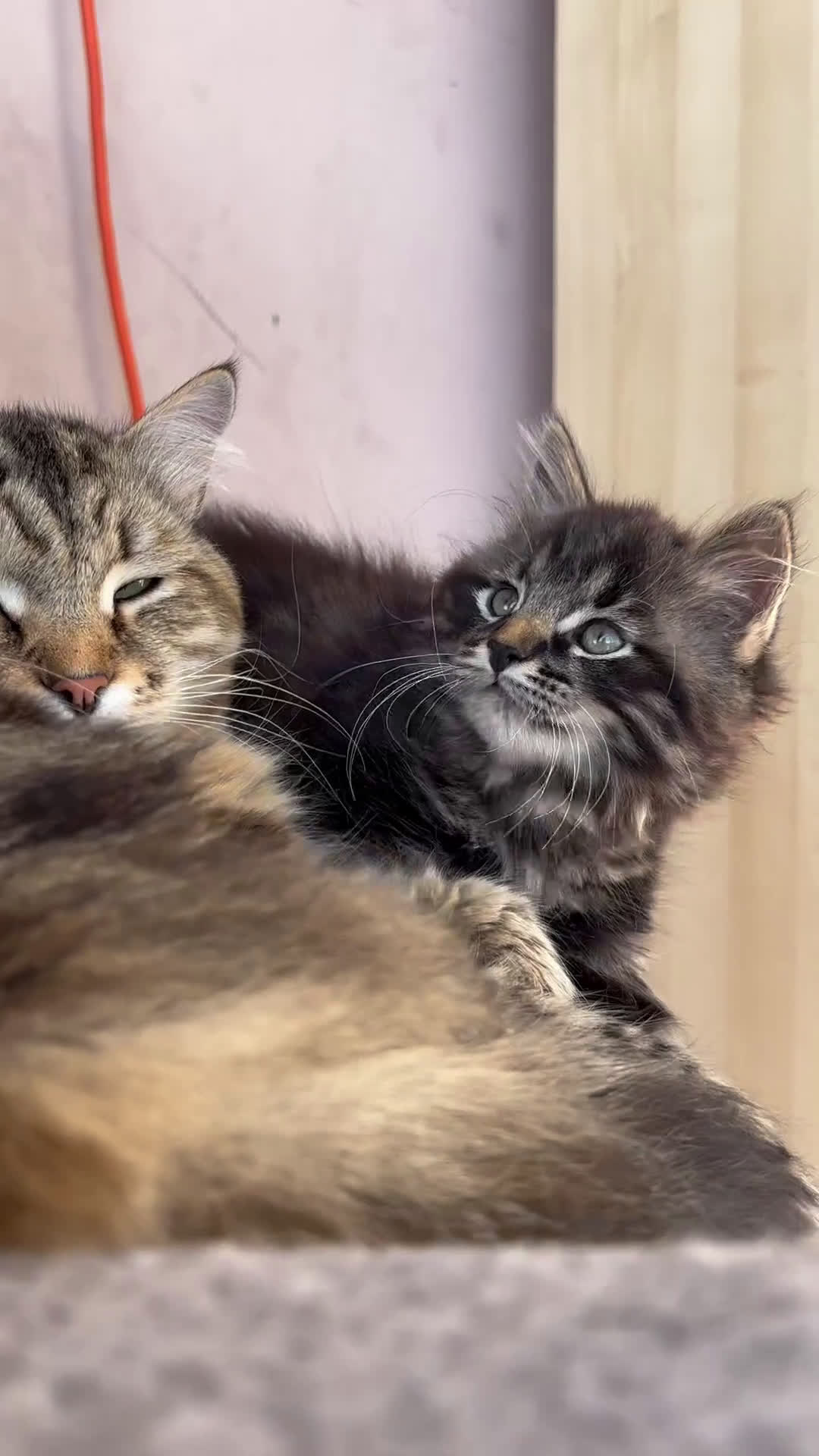 Siberiano gatti in vendita: Siberiano gattino ipoallergenico - Video 1