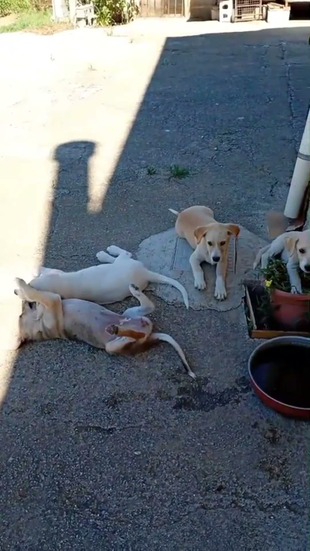 Meticcio cani in regalo: Adele - Video 1