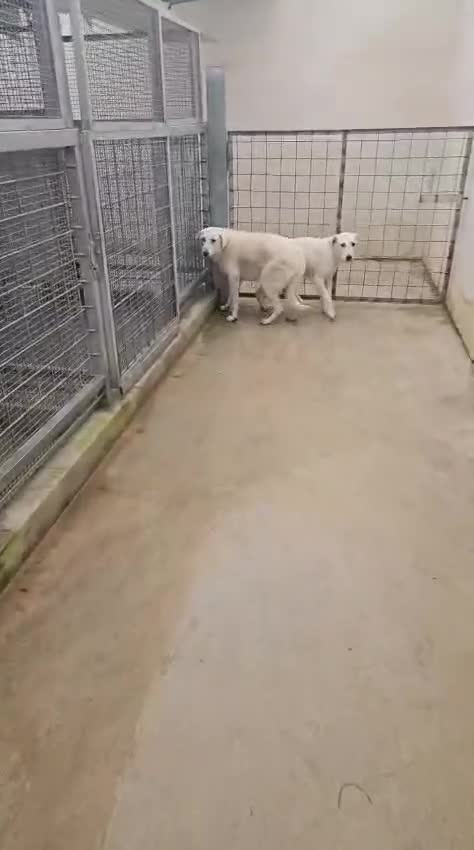 Meticcio cani in regalo: Oipe: docile e socievole. Taglia contenuta  - Video 1