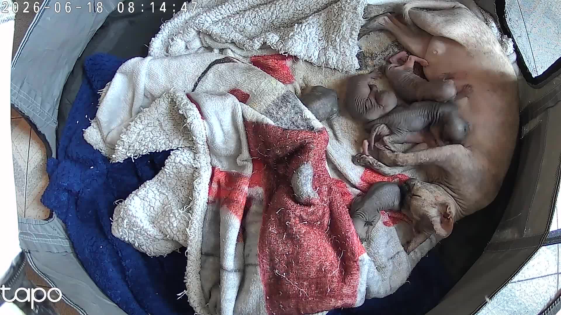 Sphynx gatti in vendita: Sphynx o gatto nudo - Video 1