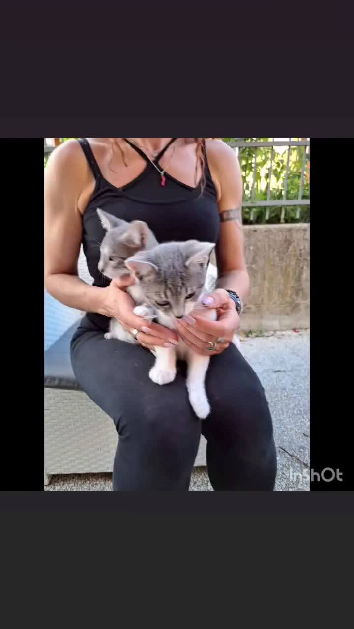 Europeo gatti in regalo: ❤️CI SIAMO ANCHE NOI - Video 1