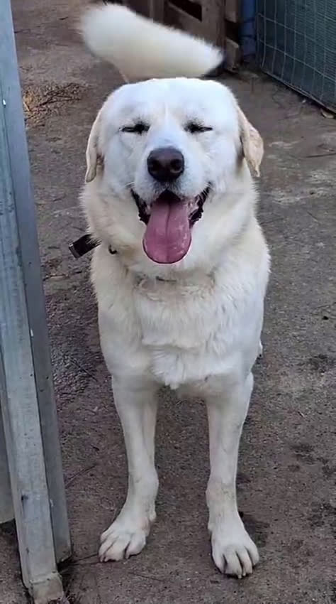Meticcio cani in regalo: WATSON 💙 - una nuova bianca di dolcezza  - Video 3