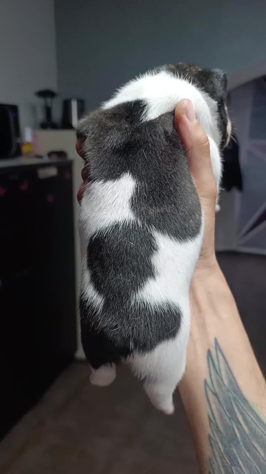 Bulldog Francese cani in vendita: Cuccioli di bulldog francese  a Città metropolitana di Palermo - Video 2