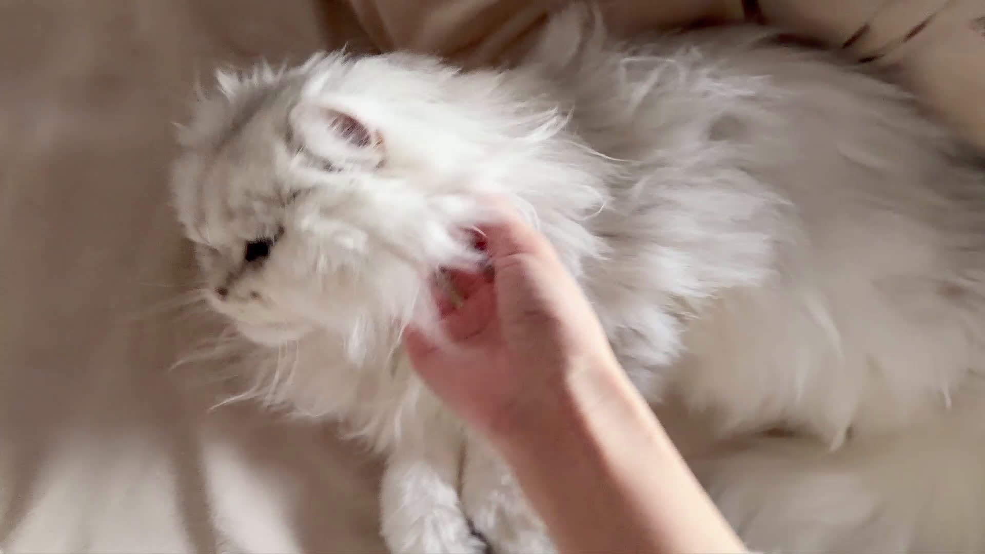 British gatti in vendita: British Longhair Silver Shaded  con Pedigree ENFI - Video 3