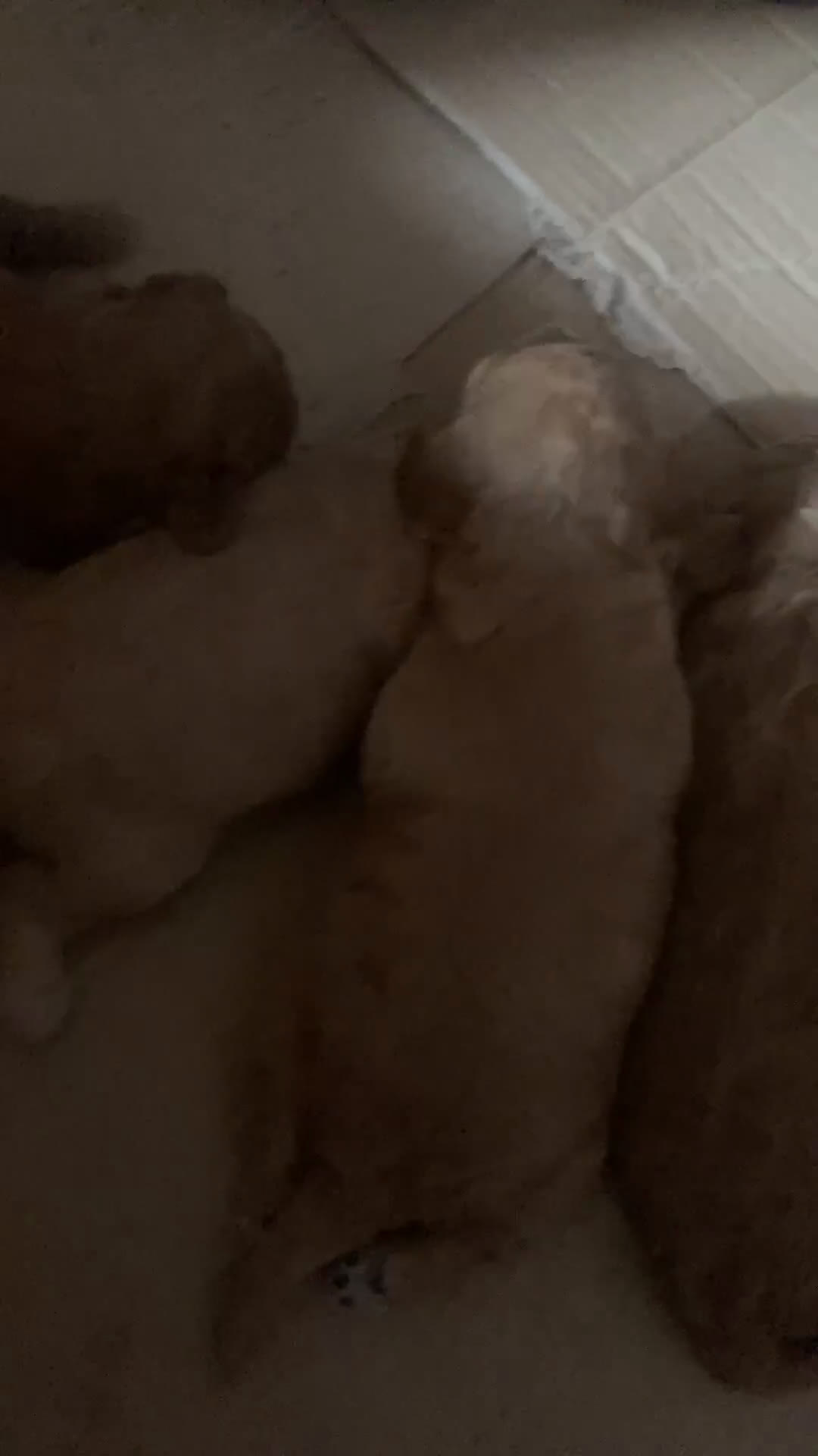 Barboncino cani in vendita: Meravigliose barboncine toy red - Video 1