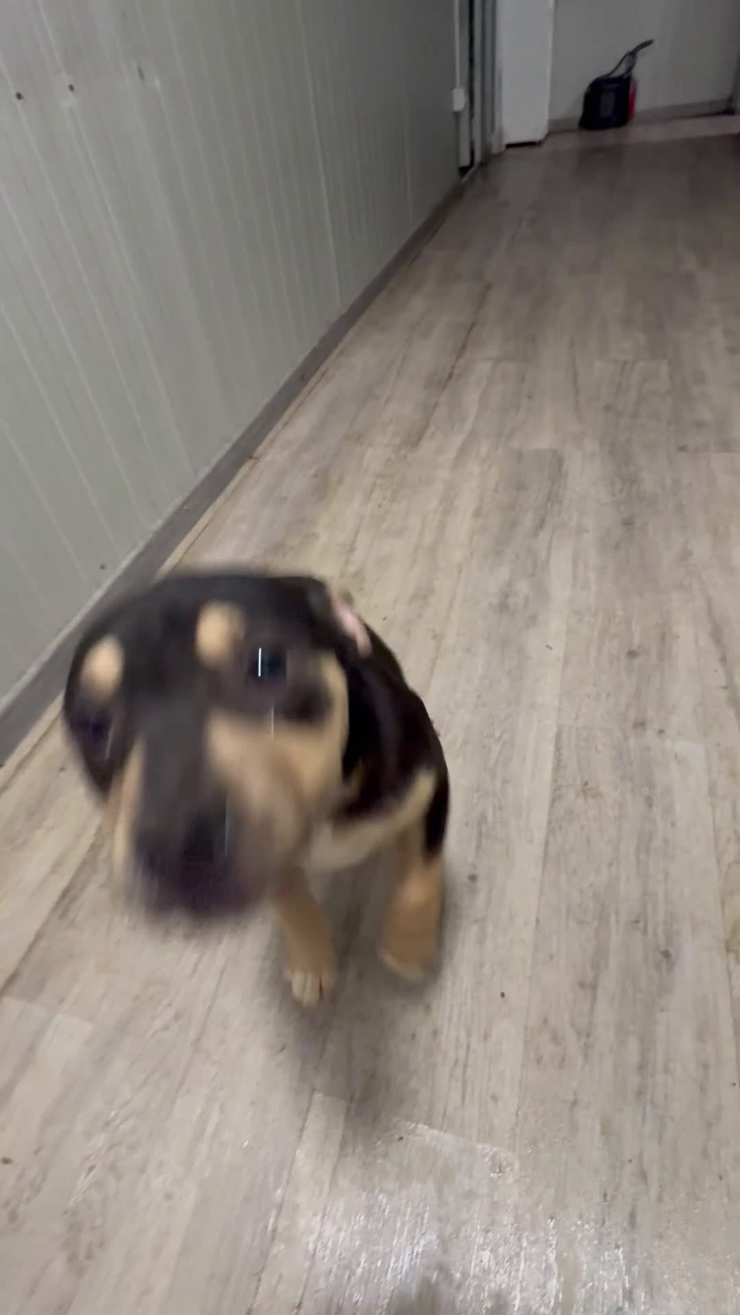 Pitbull cani in vendita: Cuccioli Pit Bull con pedigree anche a rate! - Video 1