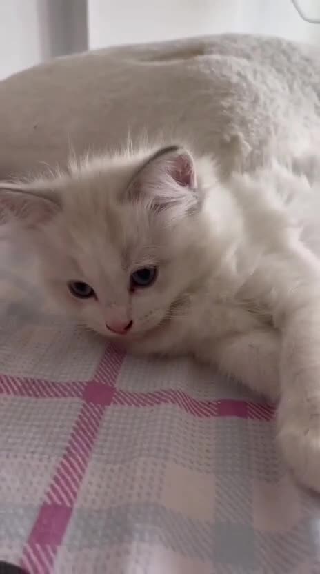Ragdoll gatti in vendita: Splendida cucciola Ragdoll Blue Tabby Bicolor  - Video 2