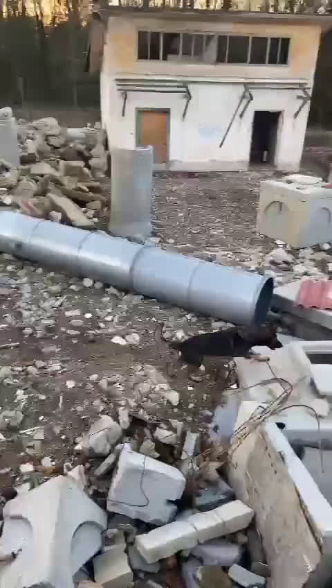 Pastore Tedesco cani per accoppiamento: Pastore Tedesco (Grigione) disponibile per monta  - Video 3