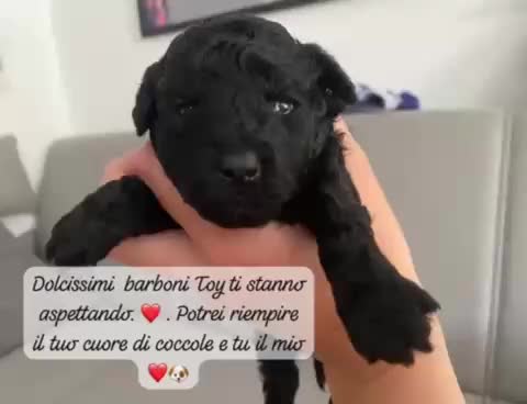 Barboncino Toy cani in vendita: Barboncino Toy  - Video 1