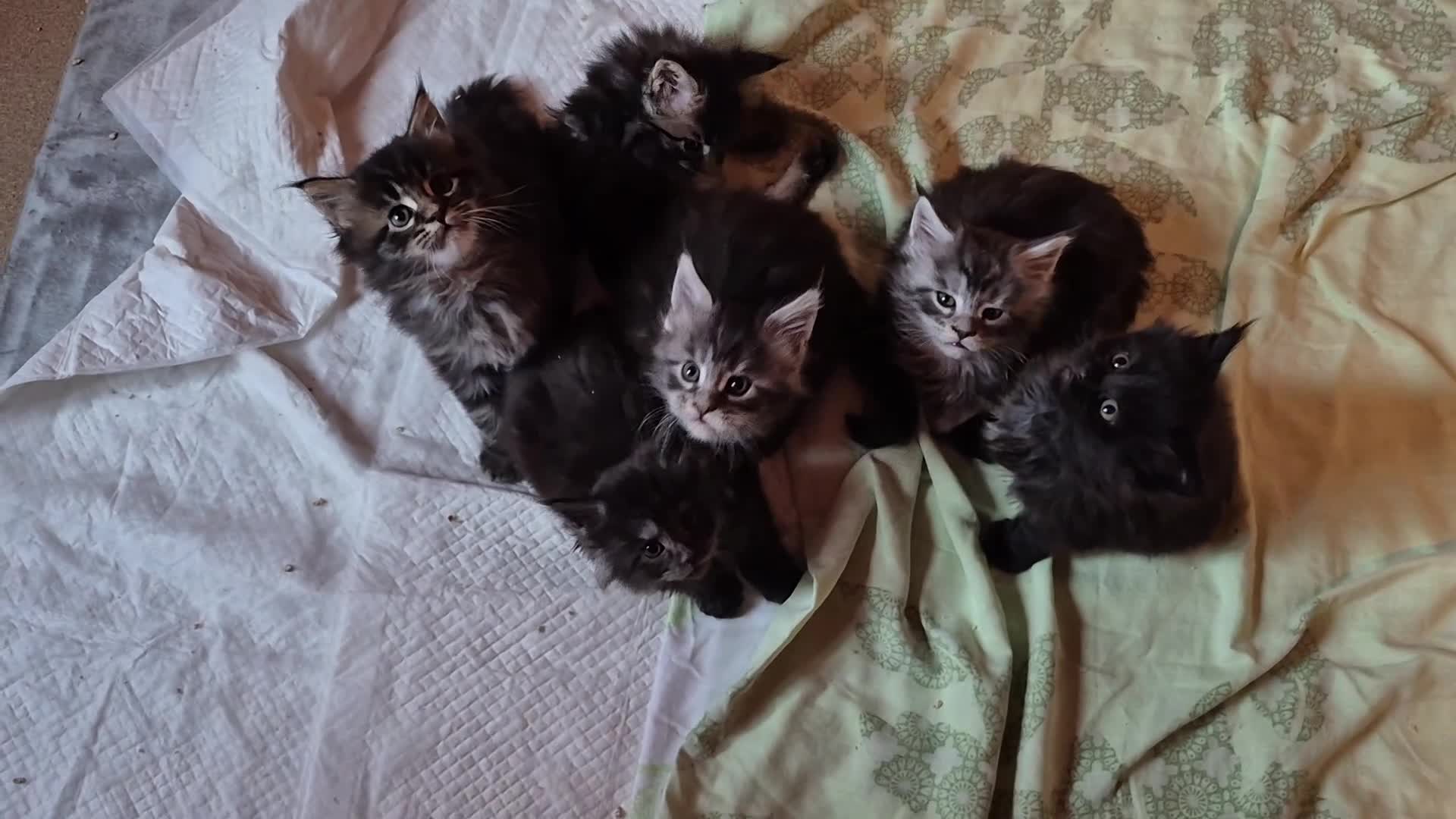 Maine Coon gatti in vendita: Maincoons cuccioli a Provincia di Sondrio - Video 2