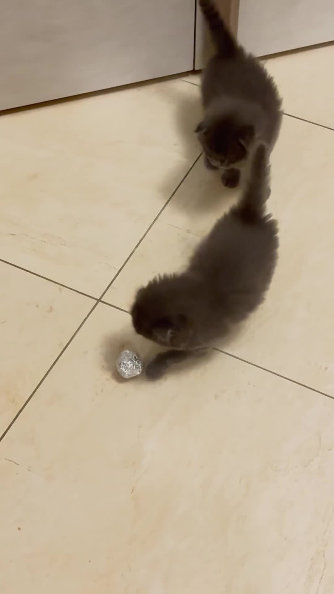 Scottish gatti in vendita: Cuccioli scottish fold - Video 2