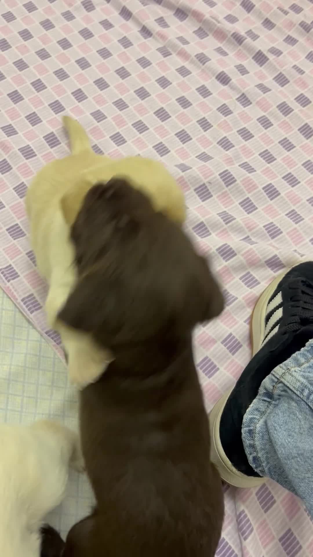 Meticcio cani in vendita: CUCCIOLI CERCANO FAMIGLIA - Video 2