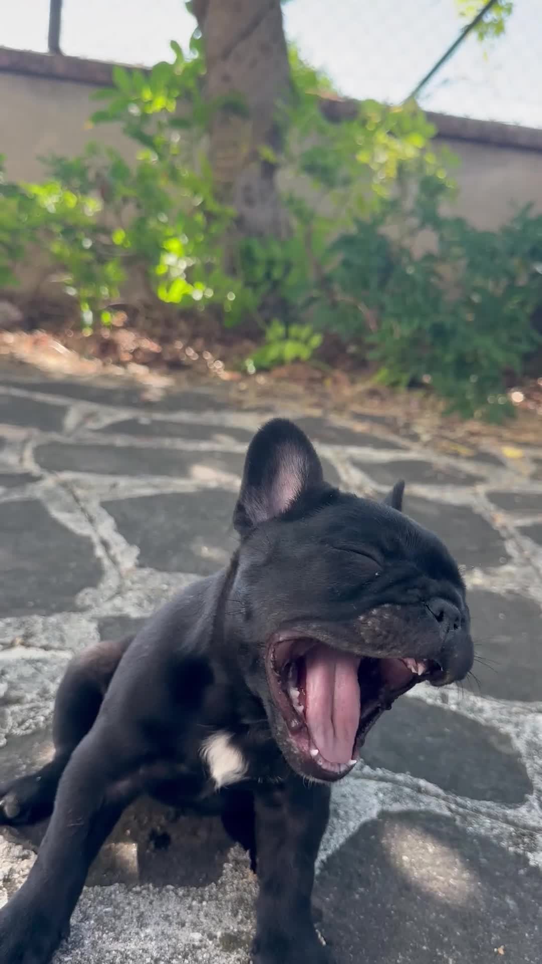 Bulldog Francese cani in vendita: bulldog francese nero tigrato  - Video 2