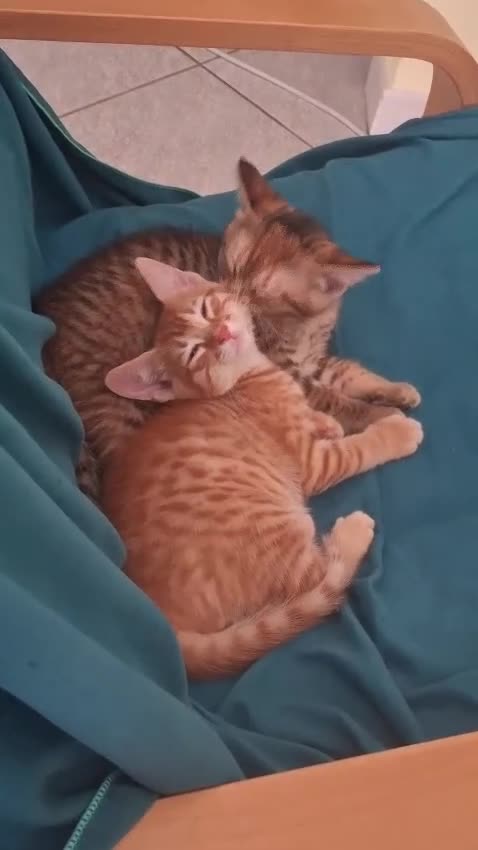 Altre razze gatti in regalo: CERCANO CASA 🏡  - Video 1