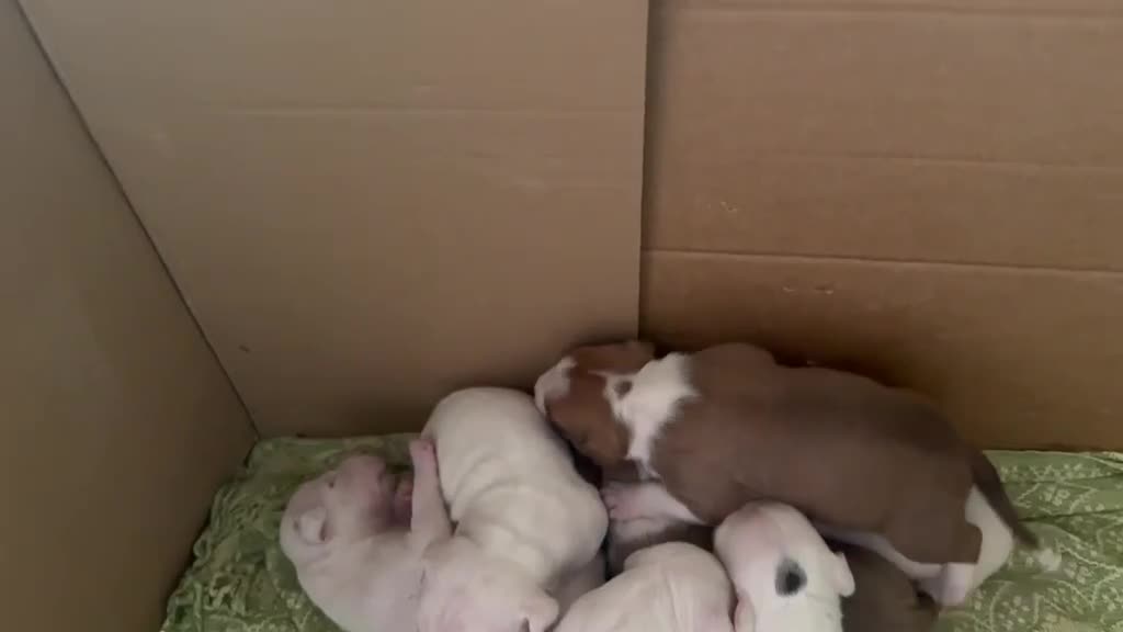 American Staffordshire cani in vendita: Cuccioli di American Staffordshire Terrier  - Video 1