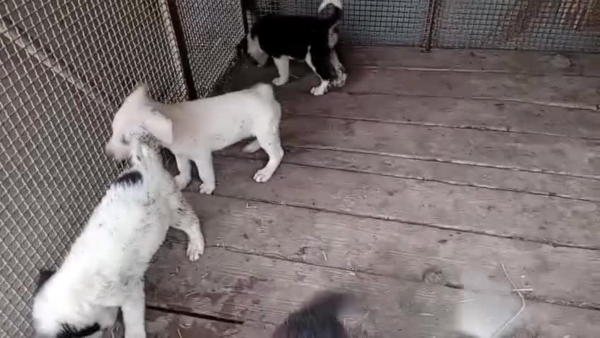 Meticcio cani in regalo: Cuccioli di taglia media piccola  - Video 2
