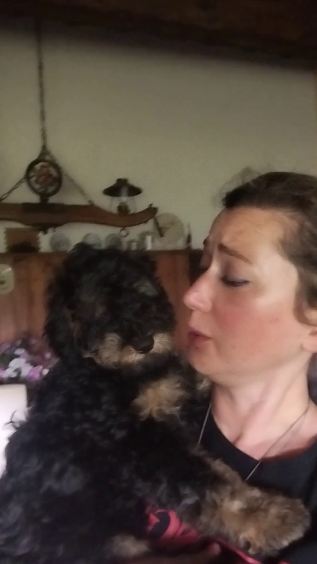 Barboncino cani in vendita: barboncini Phantom  - Video 1