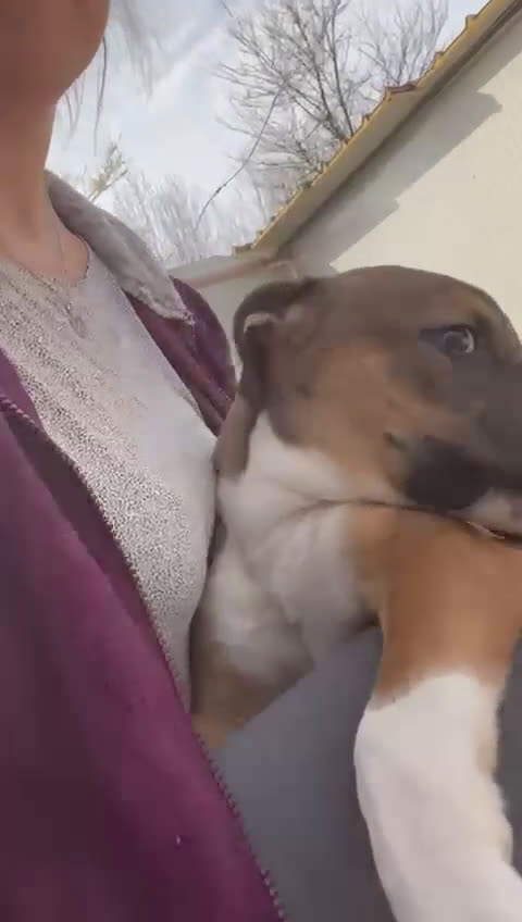 Meticcio cani in regalo: MI ADOTTI? SONO CHOCO - Video 1