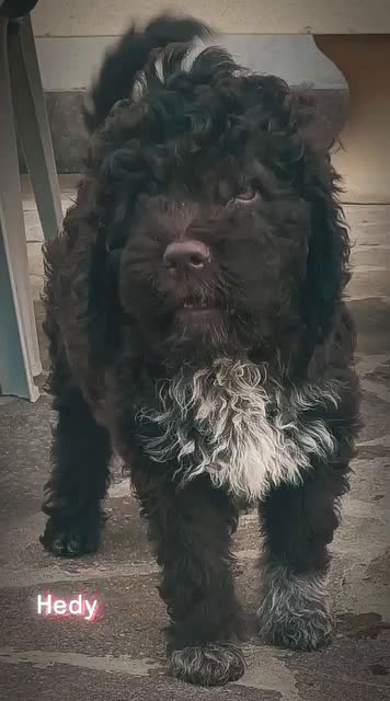 Lagotto cani in vendita: Cucciola di Lagotto Romagnolo con Pedigree  a Provincia di Chieti - Video 2