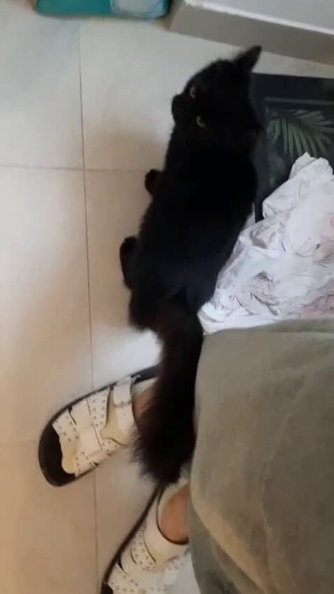 Europeo gatti in regalo: cucciola 5 mesi cerca casa🖤 - Video 1