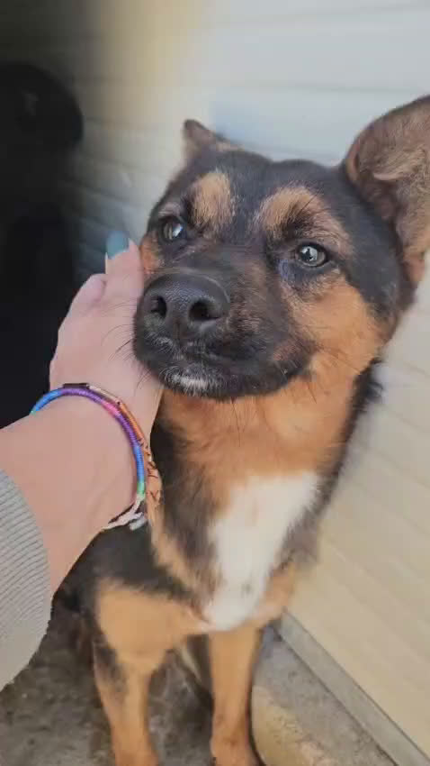 Meticcio cani in regalo: Lucio: taglia piccola, torna indietro. Urgente  - Video 4