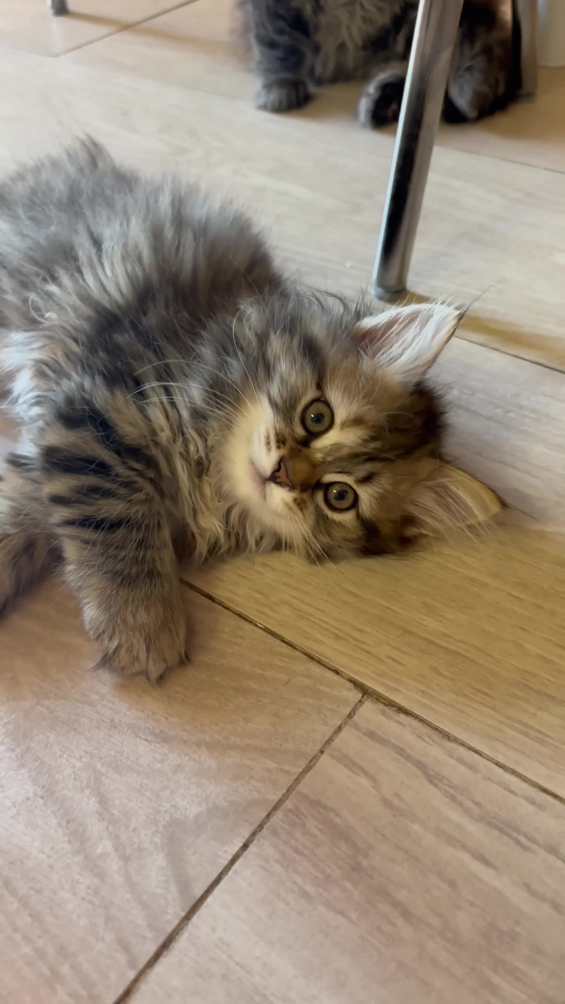 Siberiano gatti in vendita: Siberiano gattino ipoallergenico  - Video 2